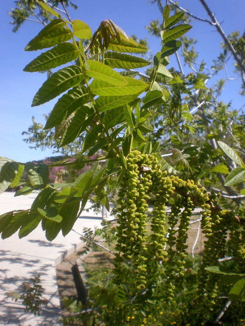 Southern California Walnut photo 6