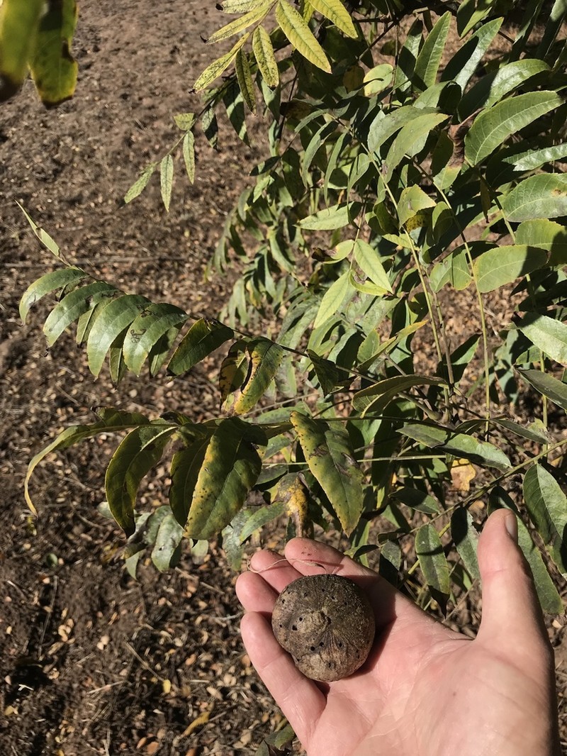 Southern California Walnut