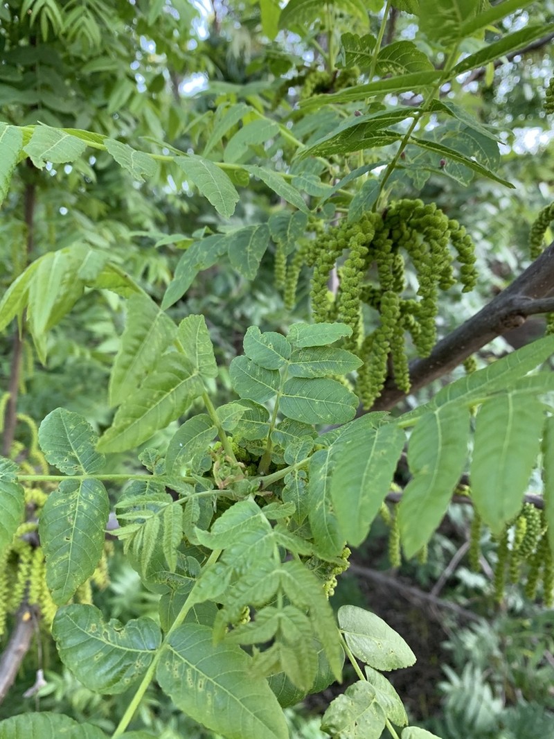 Southern California Walnut photo 2