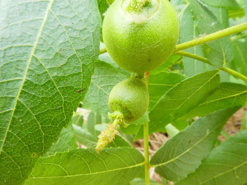 Southern California Walnut photo 3