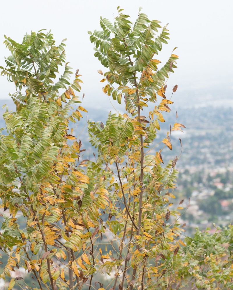 Southern California Walnut photo 4