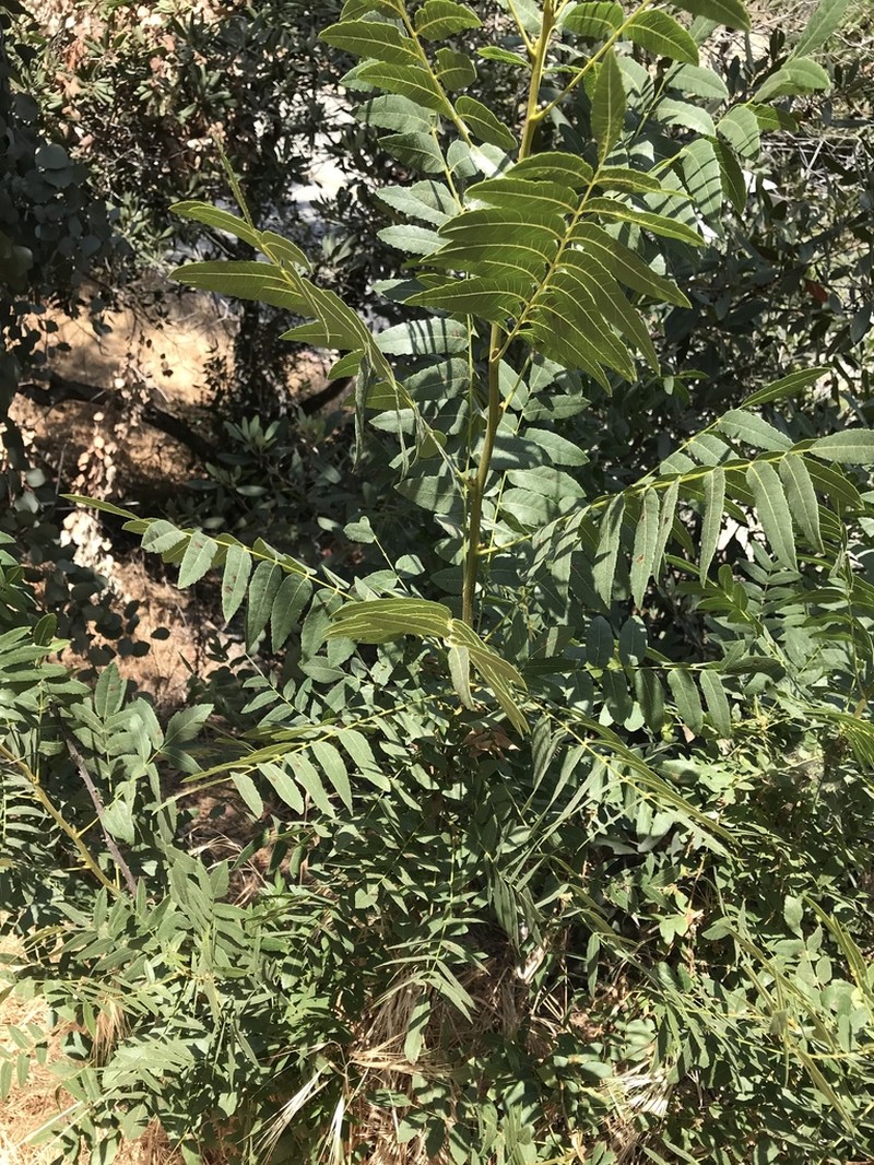 Southern California Walnut photo 5