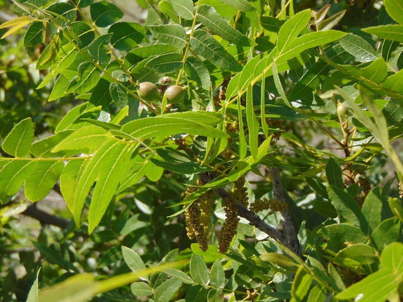 Southern California Walnut photo 6