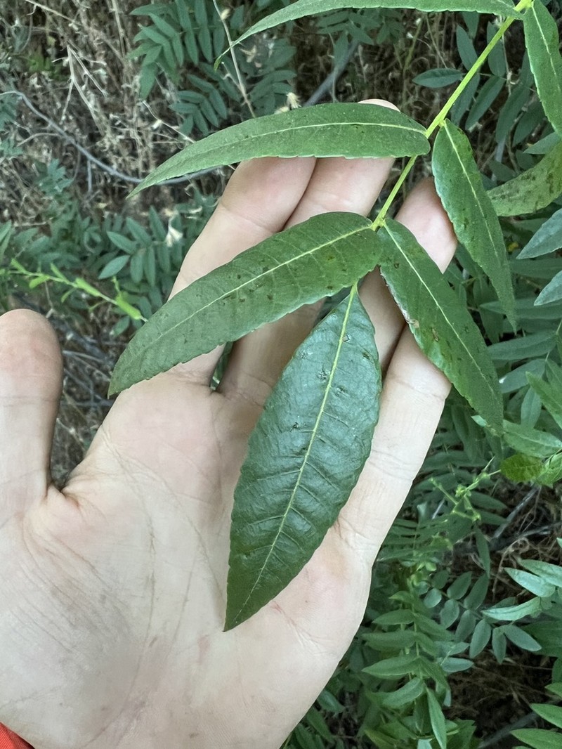 Southern California Walnut photo 8