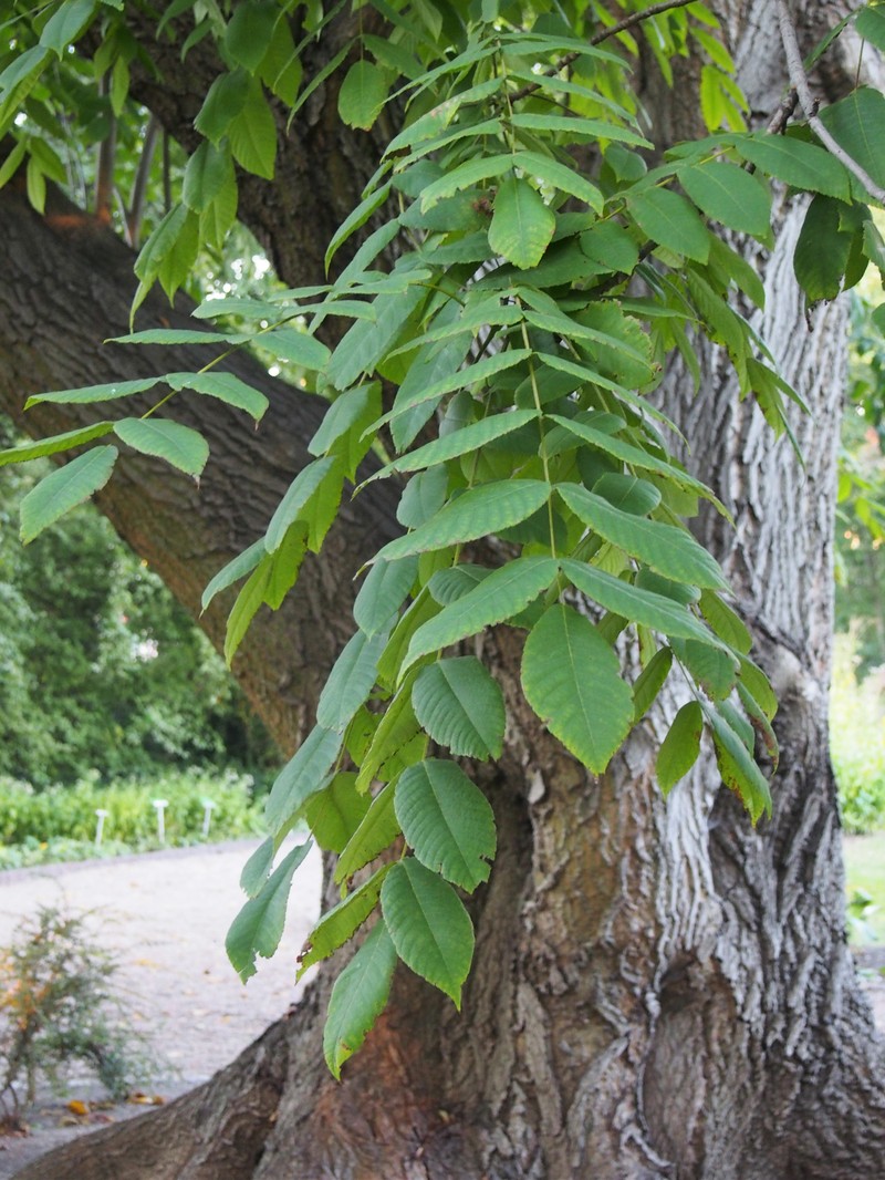 Butternut photo 3