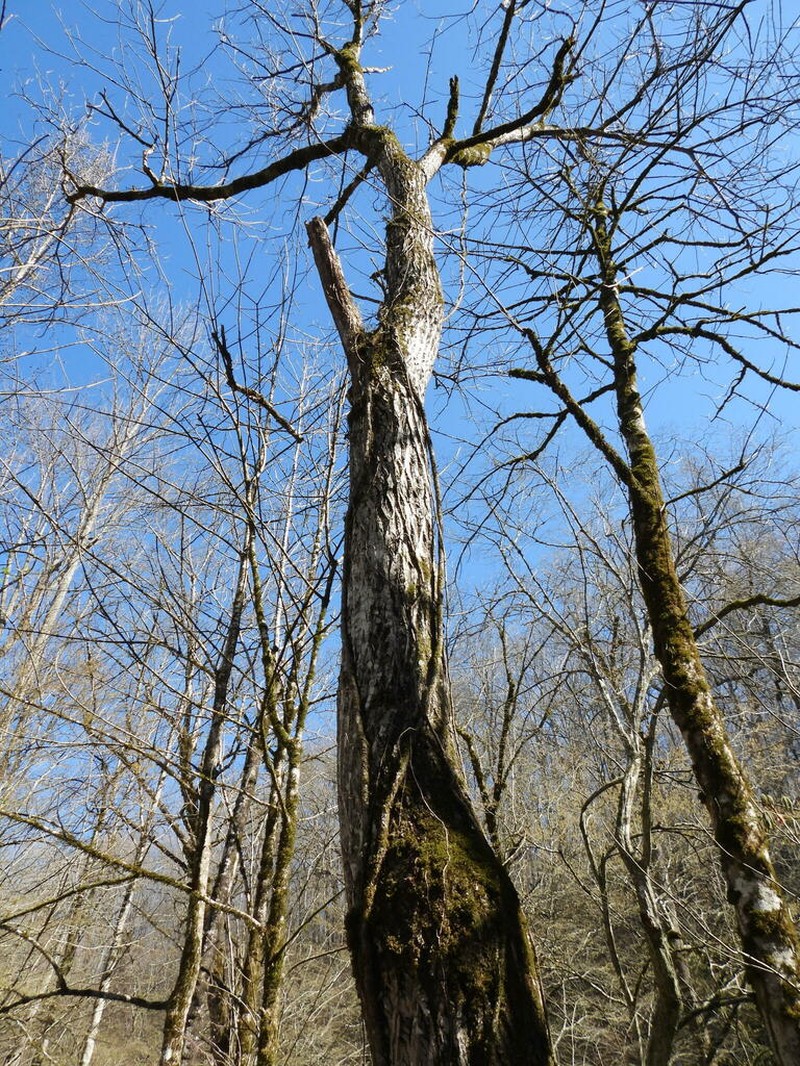 Butternut photo 7