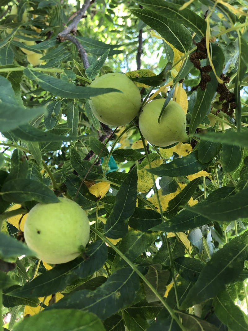 Northern California Walnut photo 5