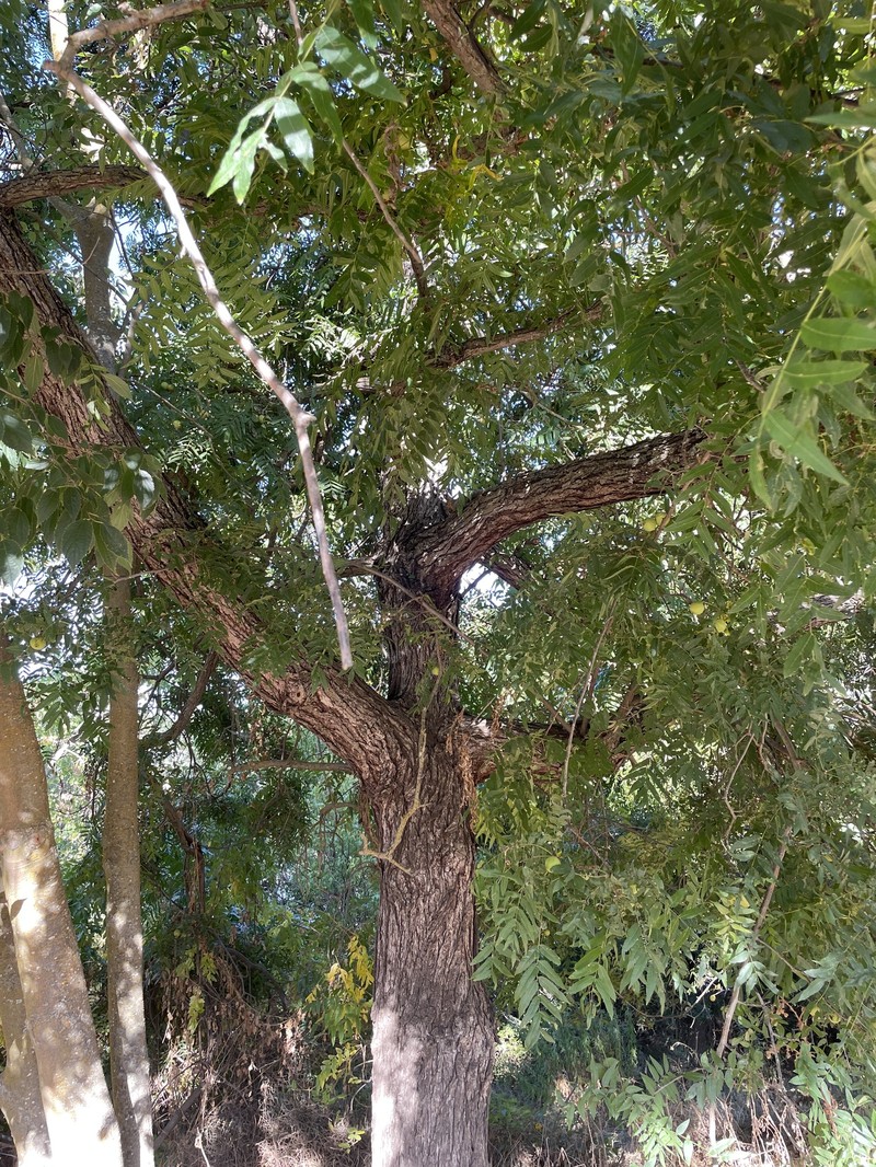 Northern California Walnut photo 2