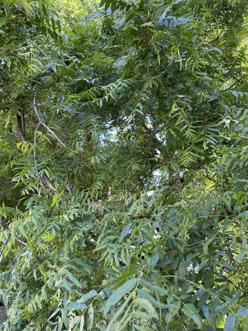 Northern California Walnut photo 3