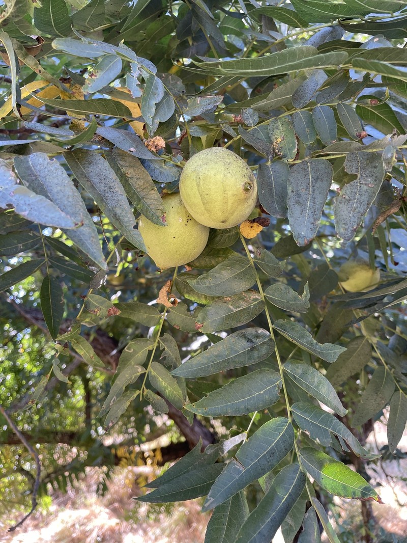 Northern California Walnut photo 4