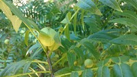 Northern California Walnut