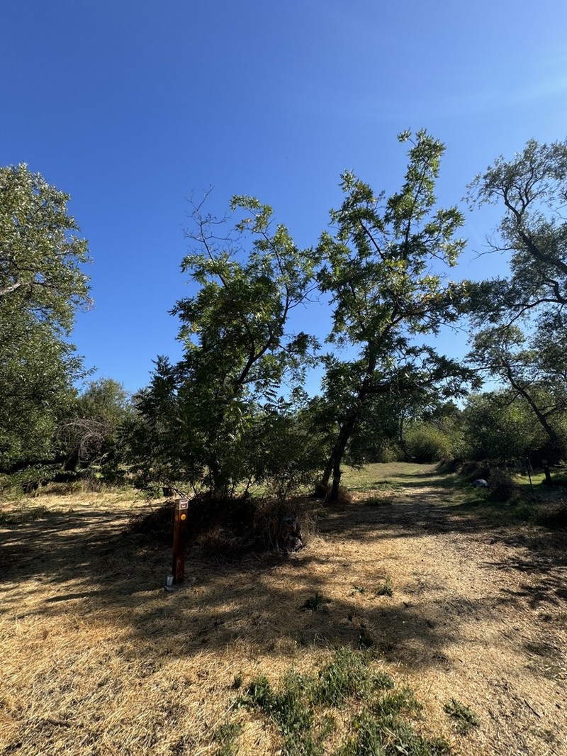 Northern California Walnut photo 2