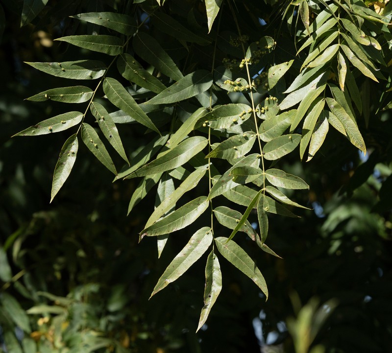 Northern California Walnut photo 3