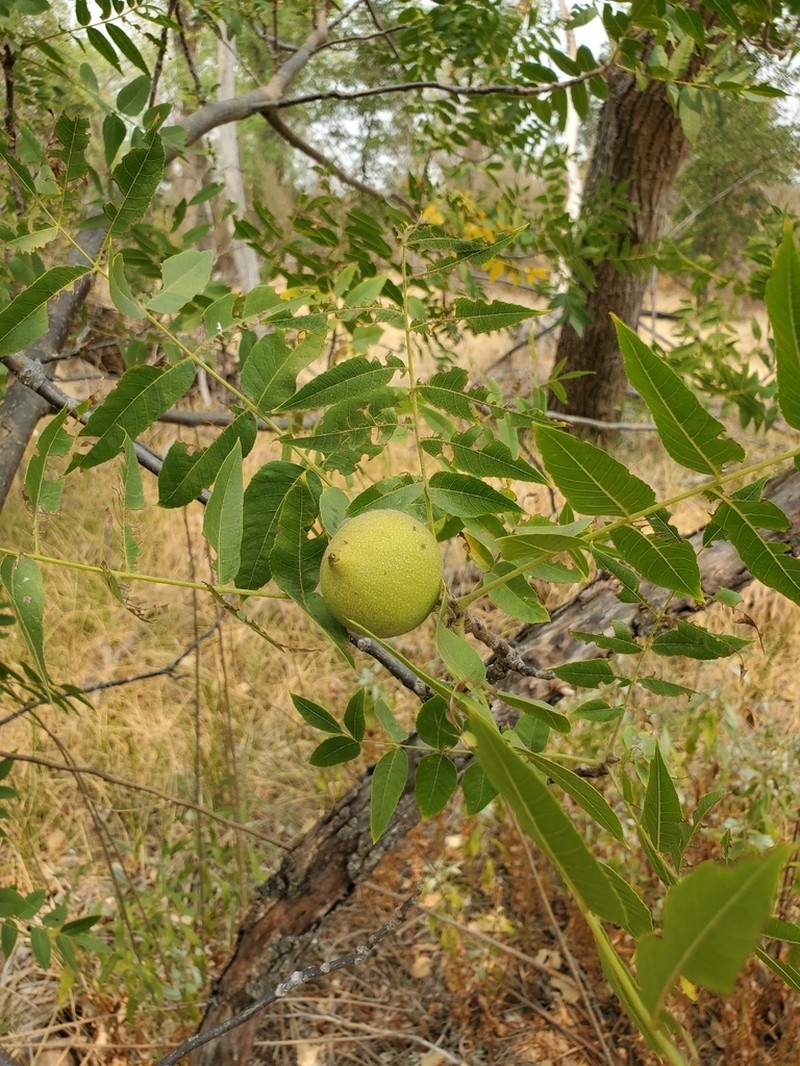 Northern California Walnut photo 4