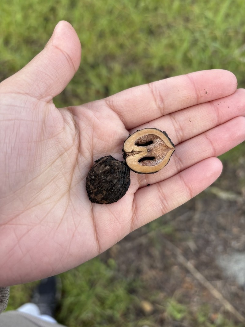 Northern California Walnut photo 5