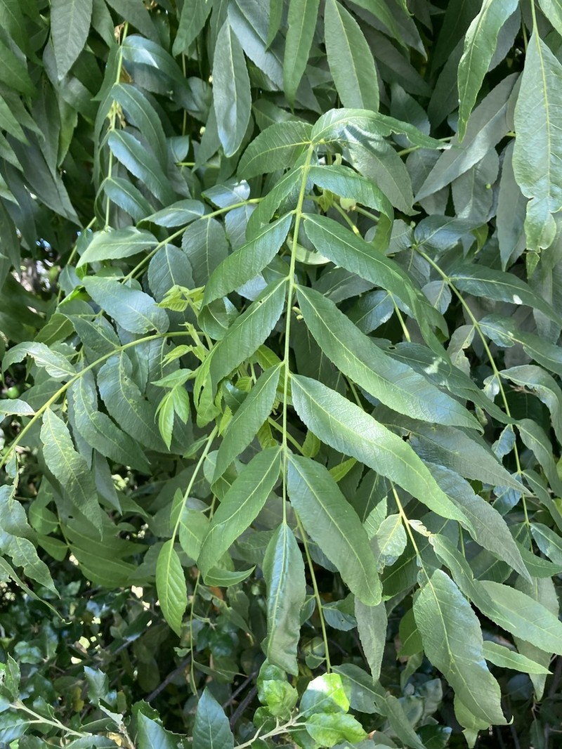 Northern California Walnut photo 6