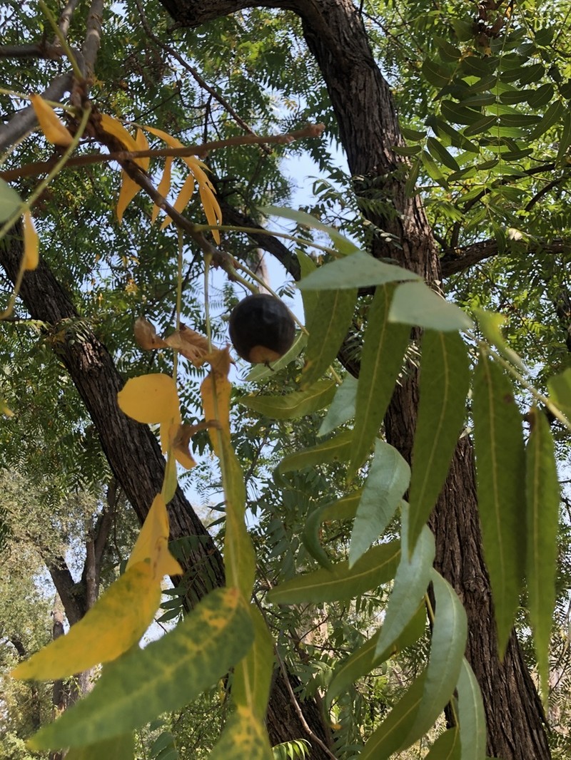Northern California Walnut photo 7