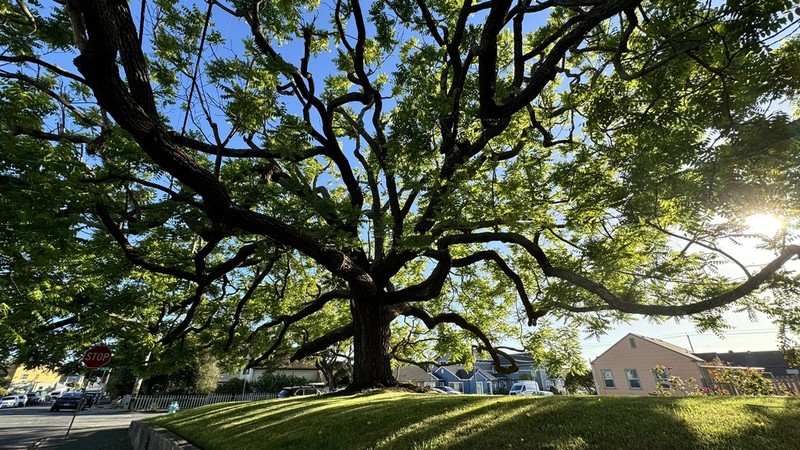 Northern California Walnut photo 8