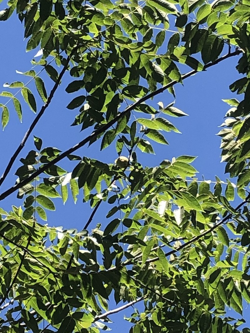 Juglans hirsuta photo 2