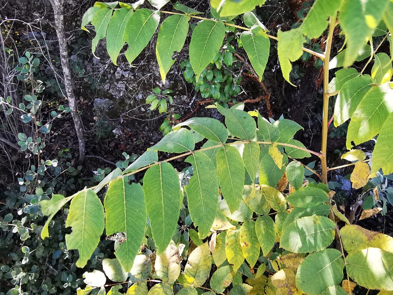 Juglans hirsuta photo 3