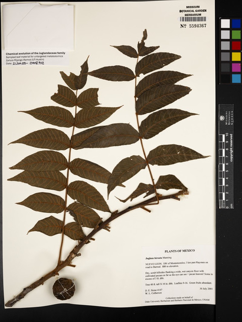 Juglans hirsuta photo 4
