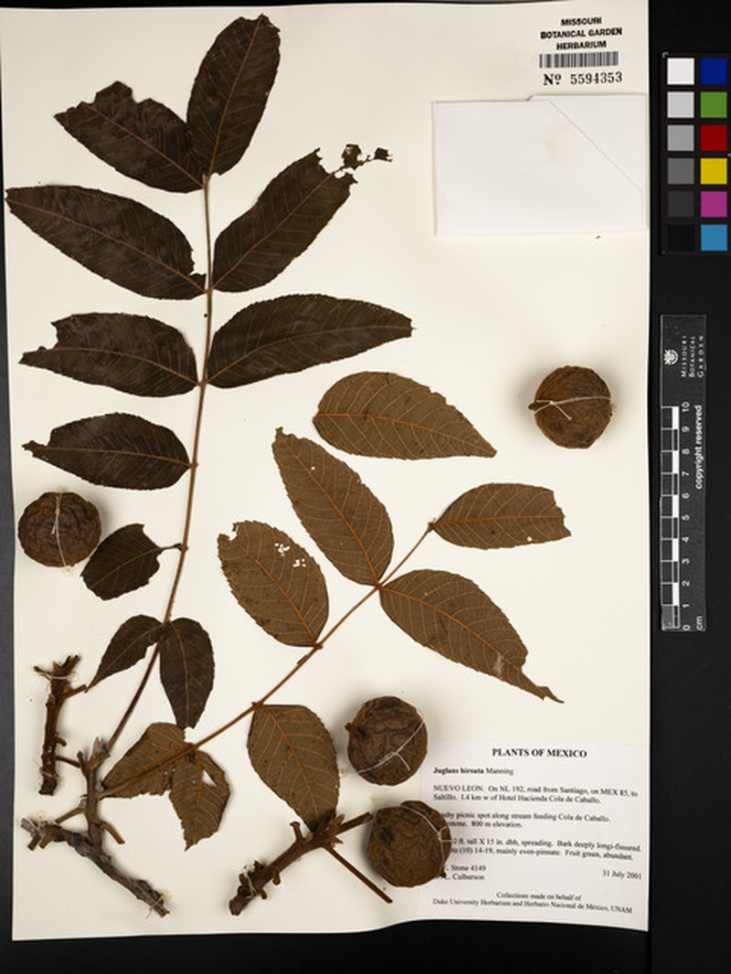 Juglans hirsuta photo 5