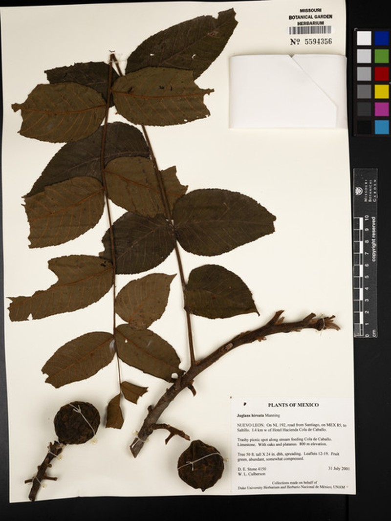 Juglans hirsuta photo 6