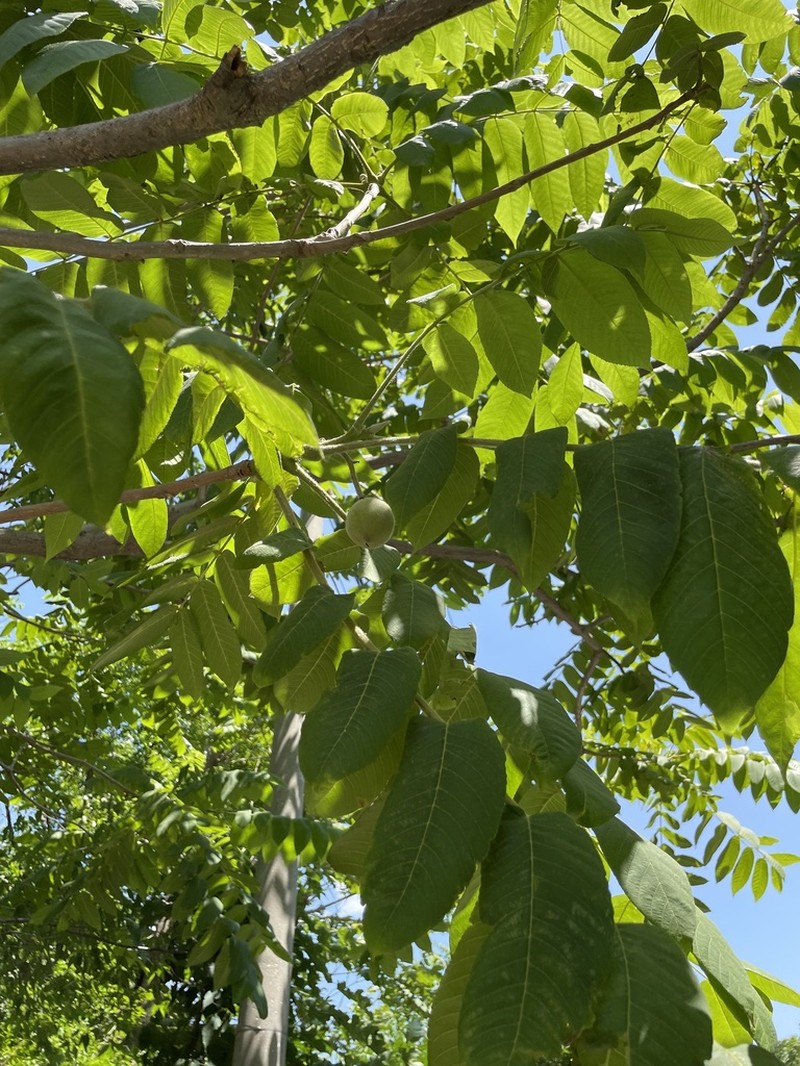 Juglans hopeiensis