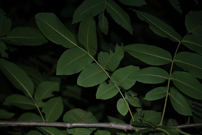 Juglans hopeiensis photo 2