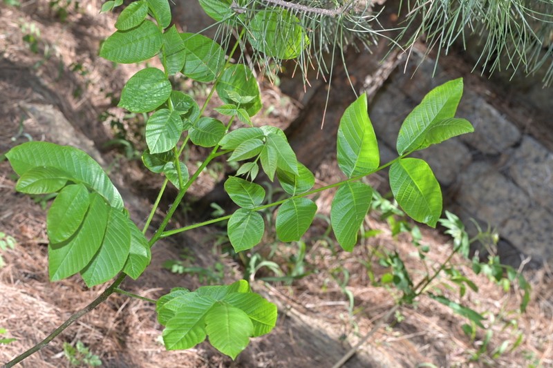 Juglans hopeiensis photo 4