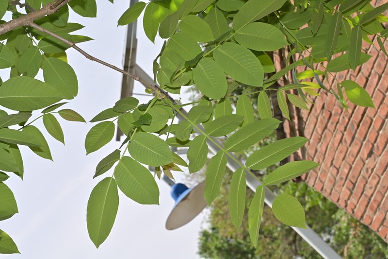 Juglans hopeiensis photo 5