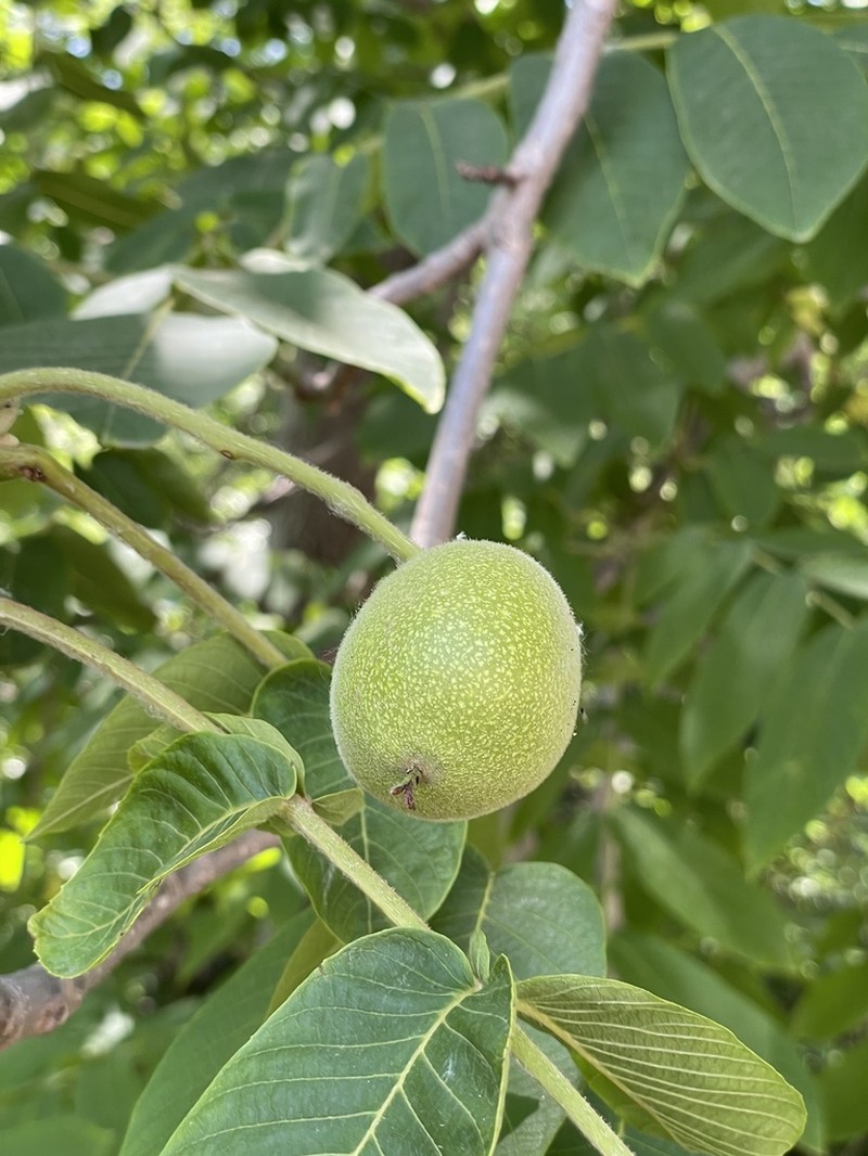 Juglans hopeiensis photo 6