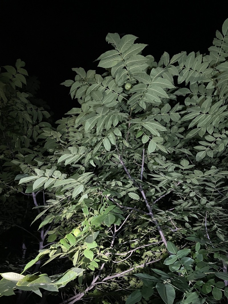 Juglans hopeiensis photo 7
