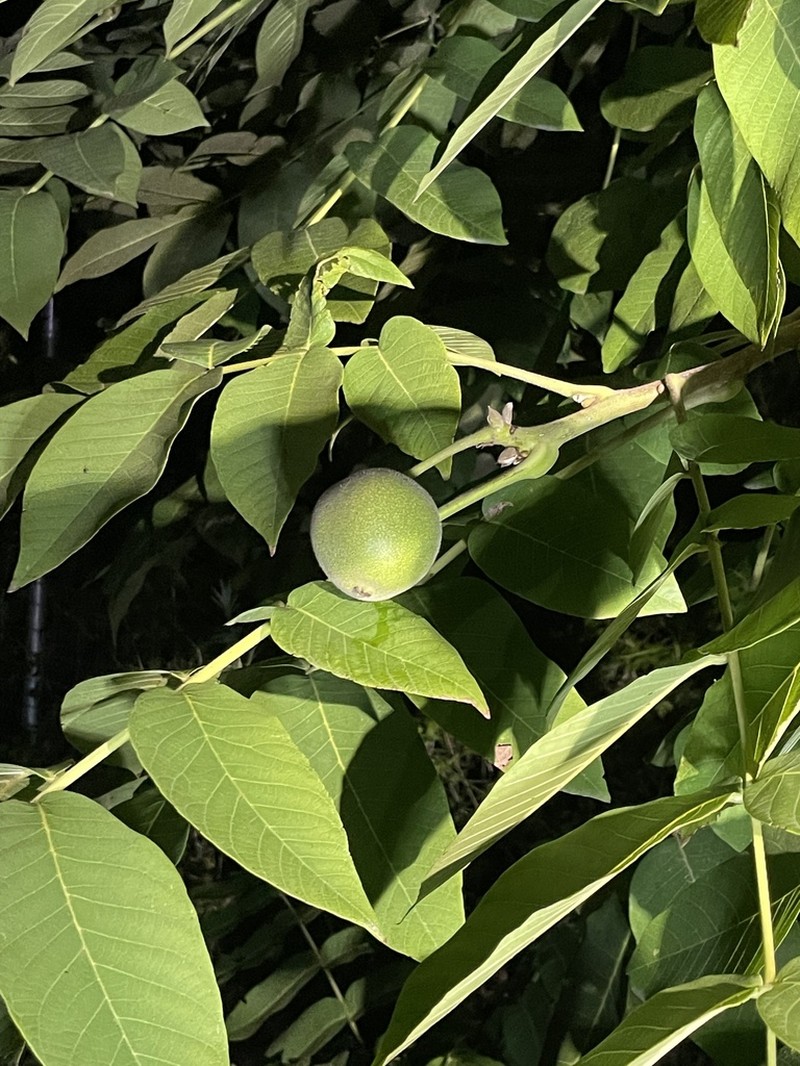 Juglans hopeiensis photo 8