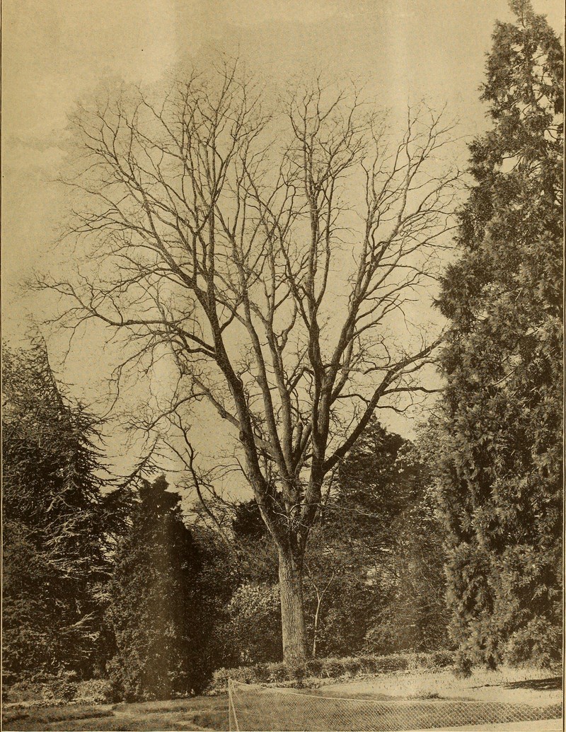 hybrid walnut photo 3