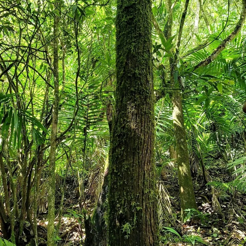West Indian Walnut