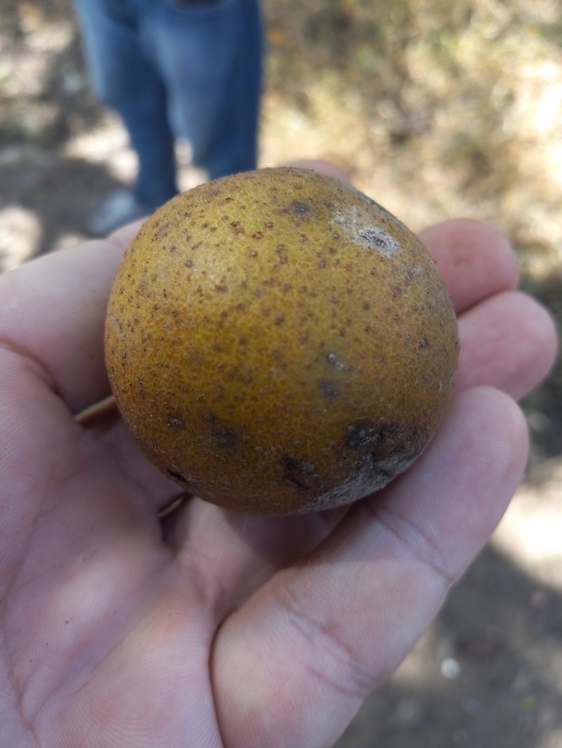 West Indian Walnut photo 2