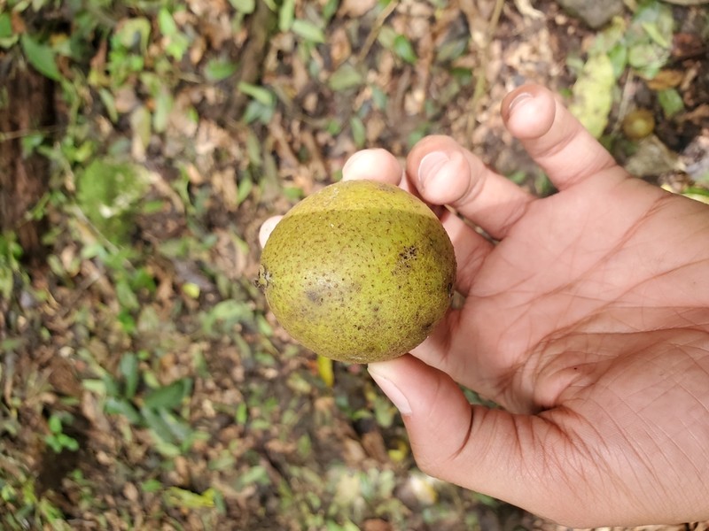 West Indian Walnut photo 4