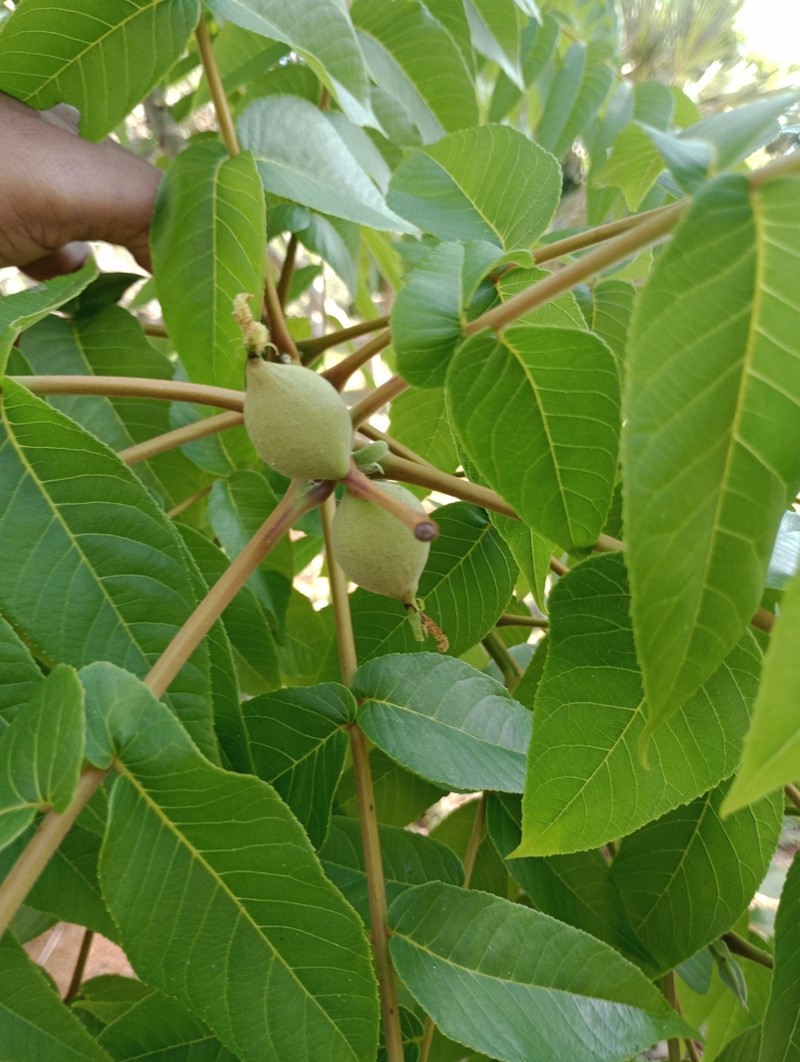 West Indian Walnut photo 5