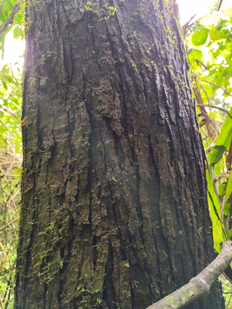 West Indian Walnut photo 6