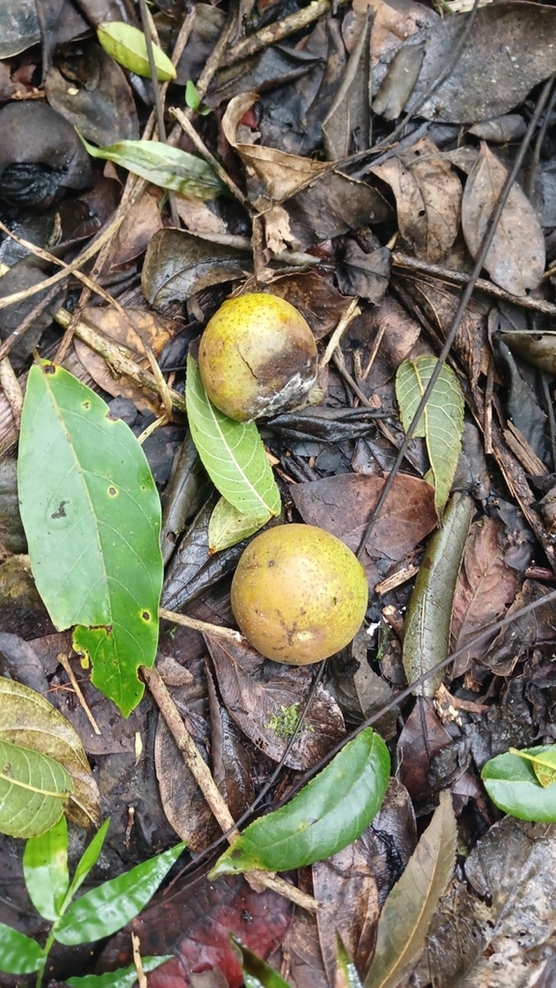West Indian Walnut photo 7