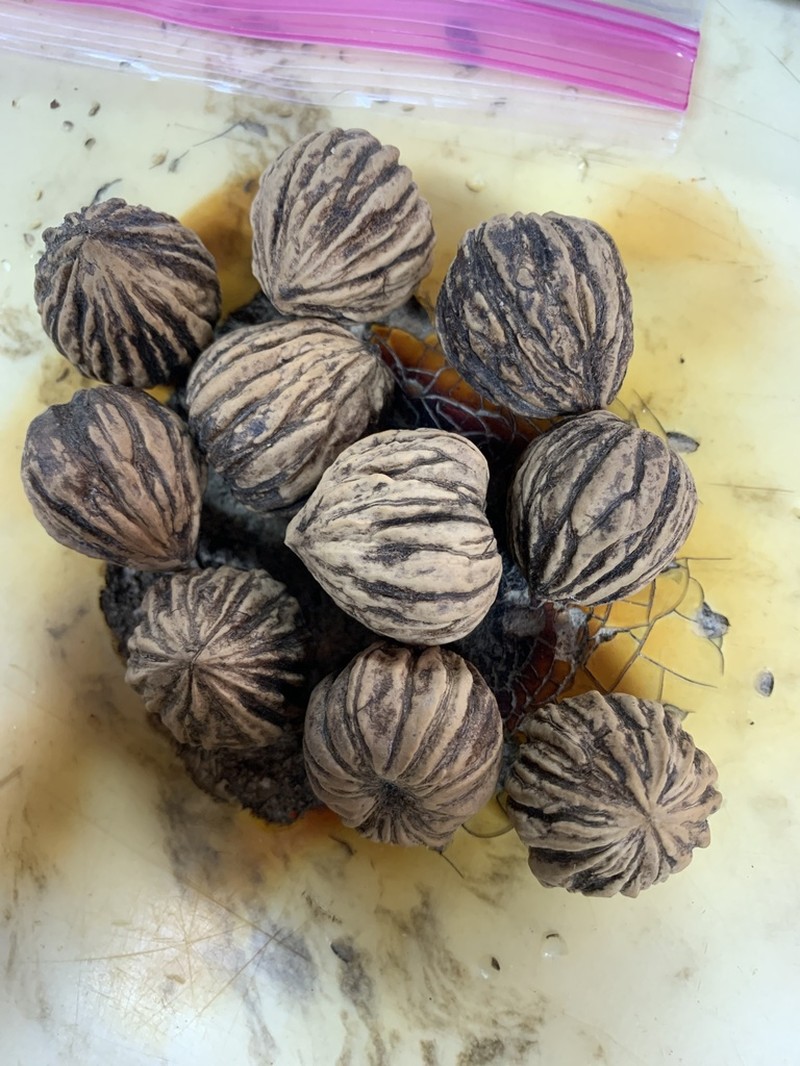 West Indian Walnut photo 8