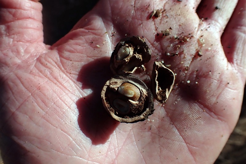 Arizona Walnut photo 3