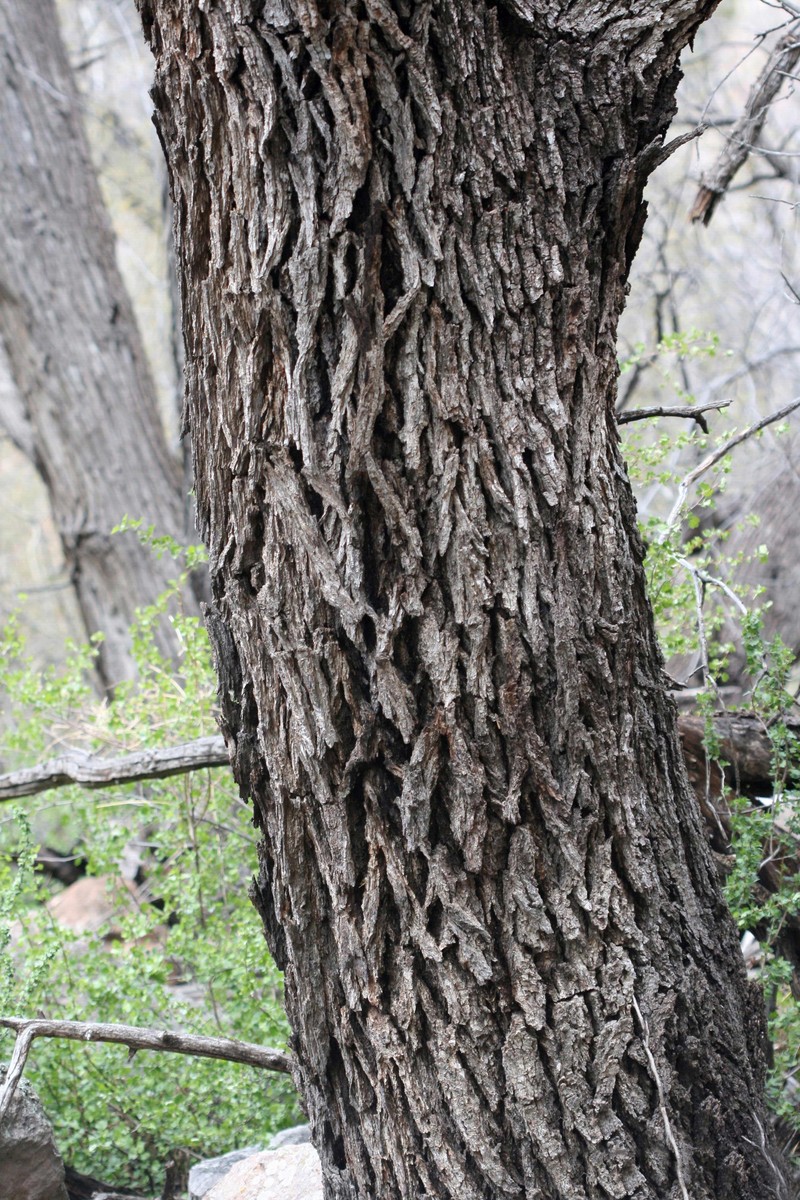 Arizona Walnut photo 5