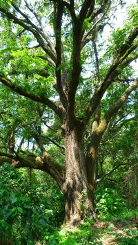 Arizona Walnut
