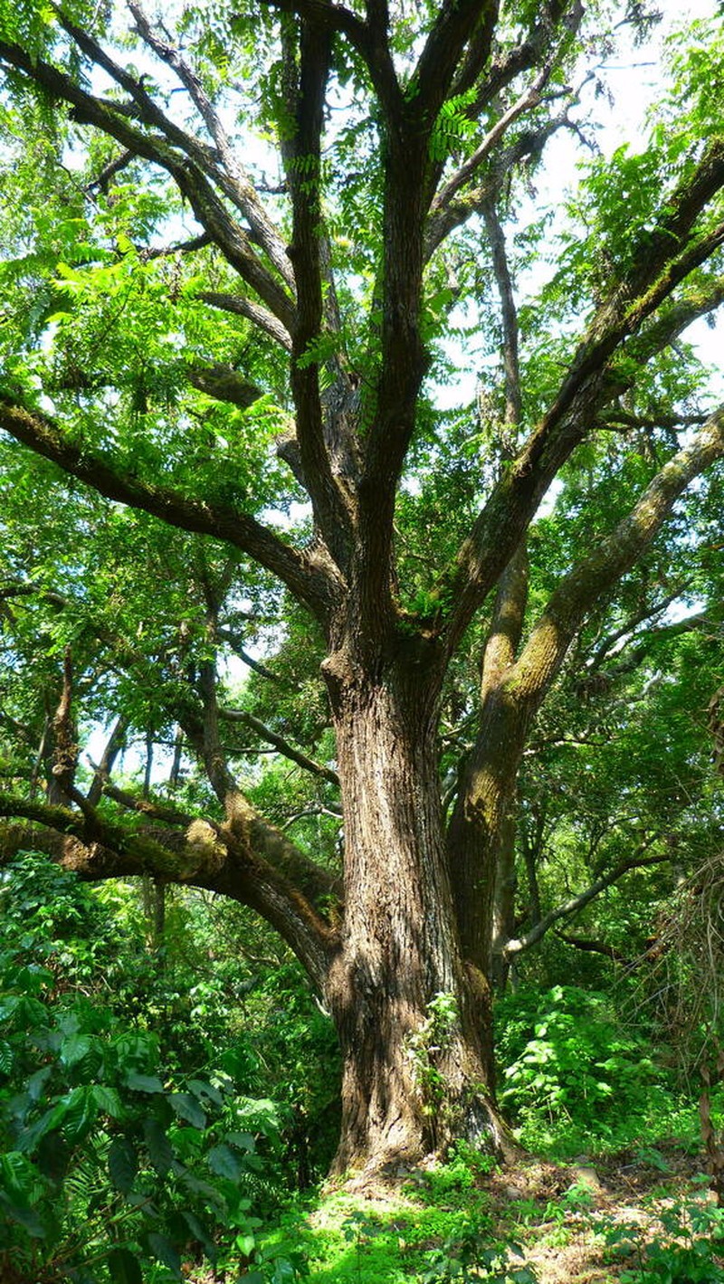 Arizona Walnut