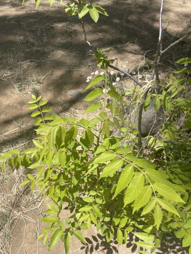 Arizona Walnut photo 2