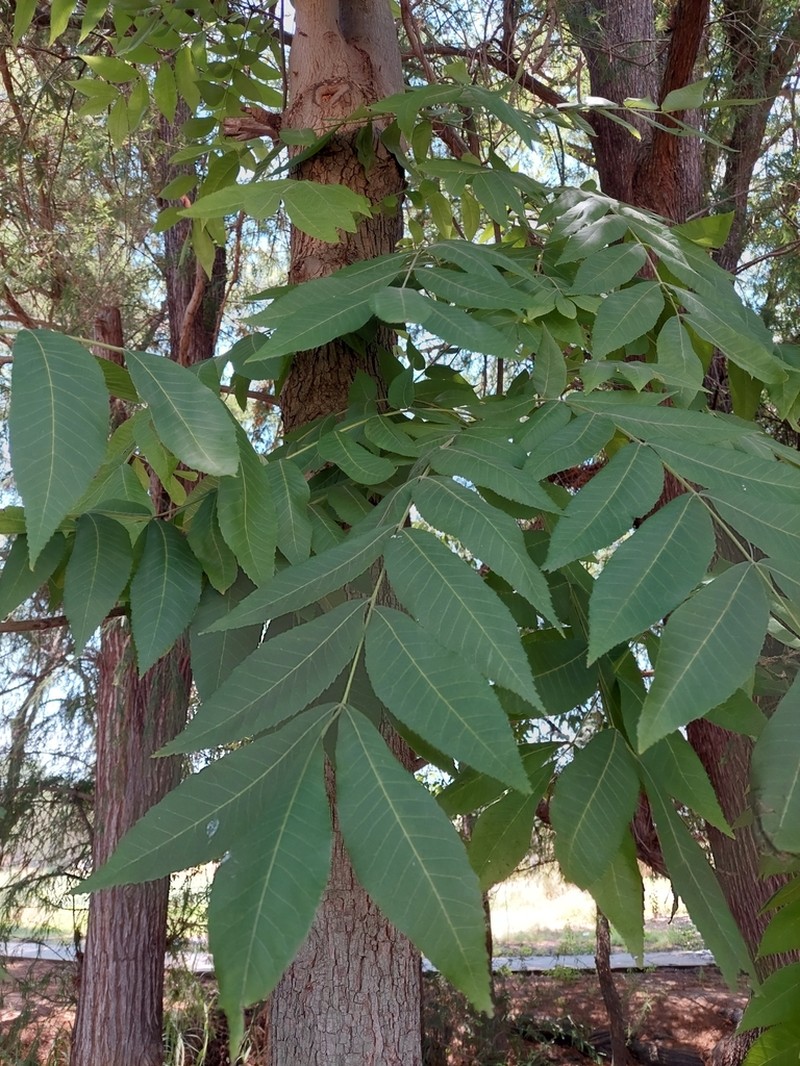Arizona Walnut photo 3