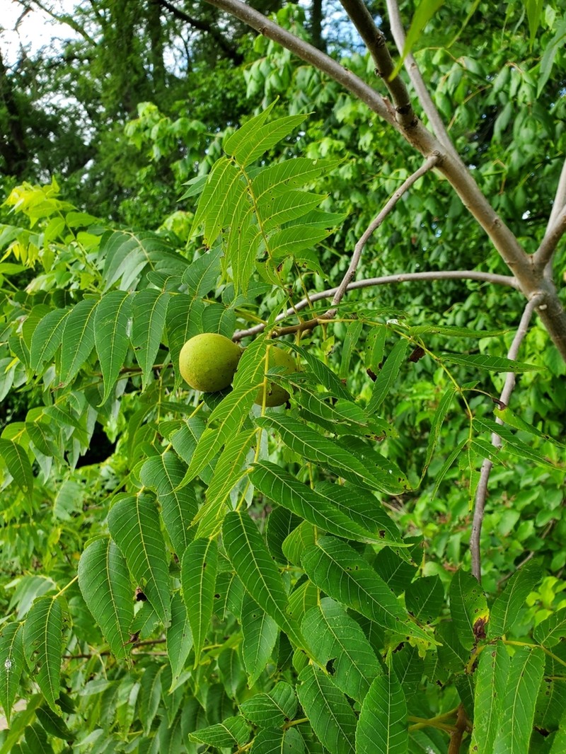 Arizona Walnut photo 4