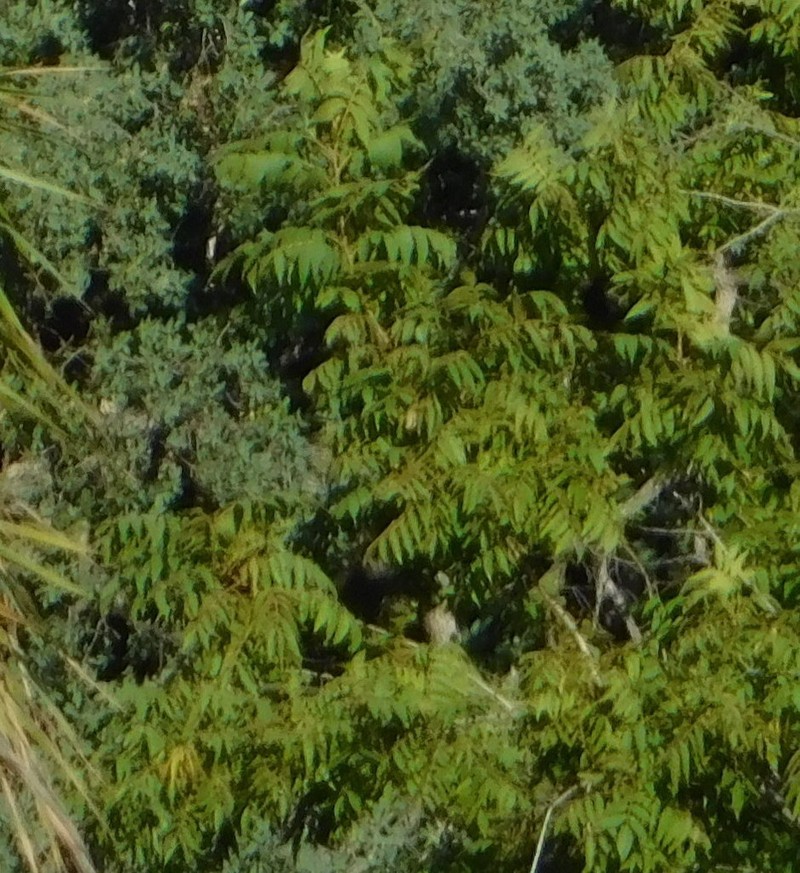 Arizona Walnut photo 5